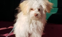 Havanese - Melteser - Mix