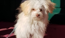 Havanese - Melteser - Mix