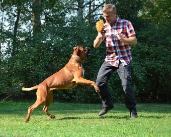 Brauner Boxer im freien Spiel Brauner Boxer im freien Spiel