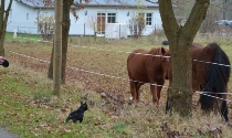 Welpe Französische Bulldogge