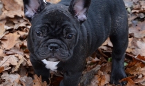 Französische Bulldogge, ist der nicht niedlich.