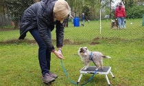 Früh übt sich ein Sheltie Welpe.