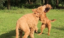 Pudel Rüde 10 Monate im Spiel mit Irish Terrier Hündin 2 Jahre.