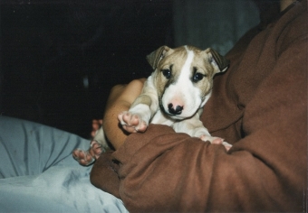 Ein Bullterrier Welpe ist erstmal nur ein Hund, Menschen können aus ihm einen Problemhund machen.