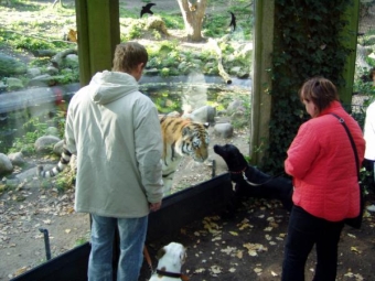 Keine Angst vor dem Tiger, aller Achtung.