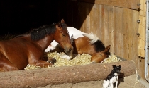 Cooper, Duke und Amy genießen die Sonne, 29.05.2009