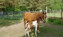 Ruby mit Sohn Duke 1 Tag alt.