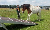 Duke konzentriert sich auf die Wippe.