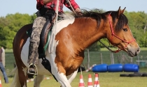 Das Reiten mit einem Zügel verfeinert unsere Hände und macht die Hilfen klarer, dies wird am Boden vorbereitet.