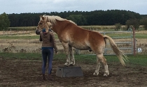 Swantje aus unserer Horsemanshipgruppe mit Prinz am Podest.