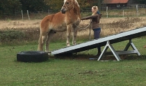 Swantje aus unserer Horsemanshipgruppe mit Prinz an der Wippe.