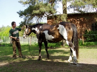 Hundetrainer lernt wie ein Pferd denkt.