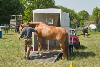 Ruby am Ponyhänger