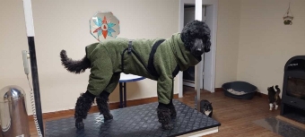 Hundefrisierraum Hundefrisierraum