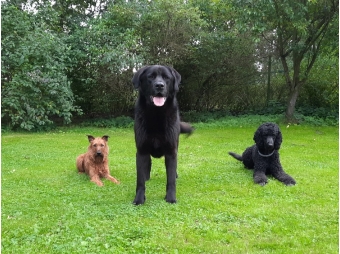 Pensionshund Elmo in der Mitte hatte Training mit gebucht.