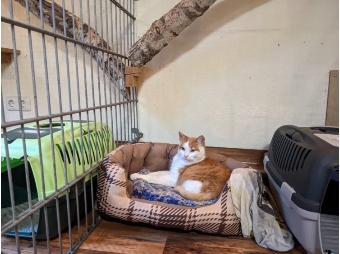 Katze mit eigenem Bett und Box.
