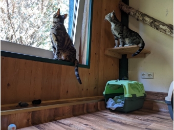 Katzen beobachten die Vögel.