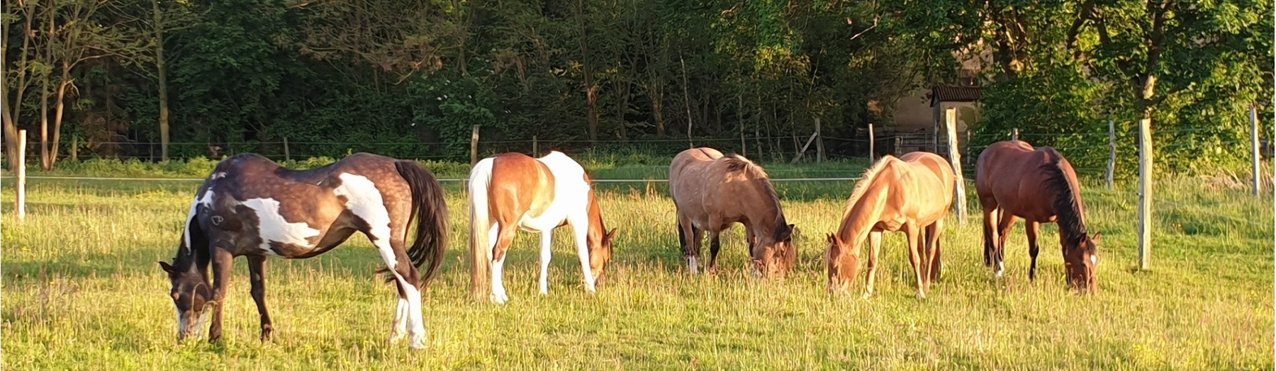 Unsere Kachina links ist am 06.09.2019 über die Regenbogenbrücke gegangen.