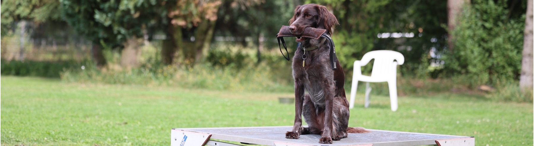 Jagdhund mit ruhigen Griff.