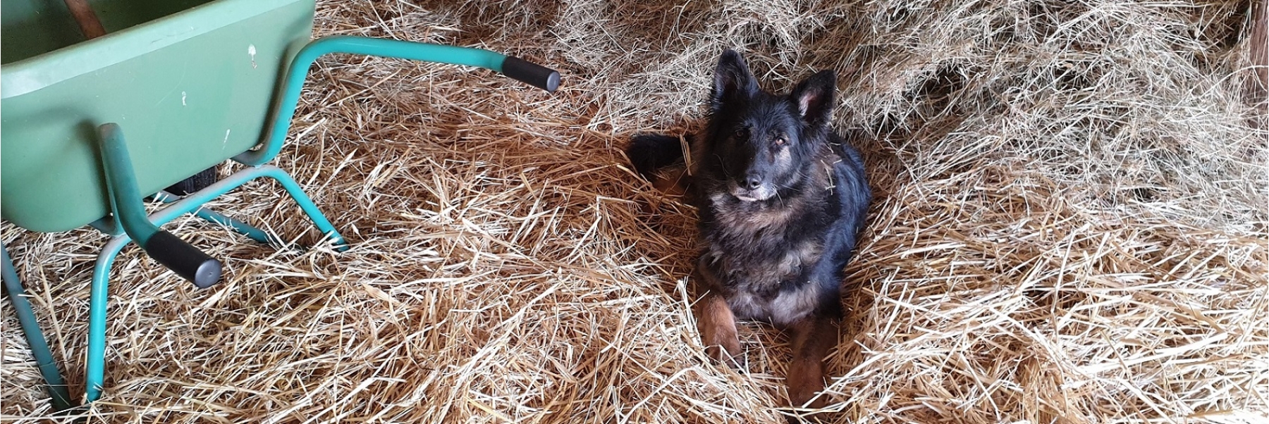 Boa ist gern im Pferdestall dabei gewesen. (März 2019)