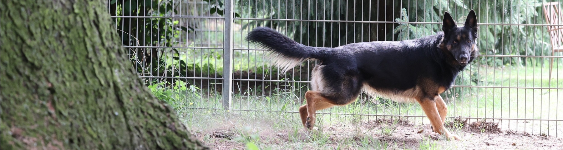 Deutscher Schäferhund Rüde, Pensionshund