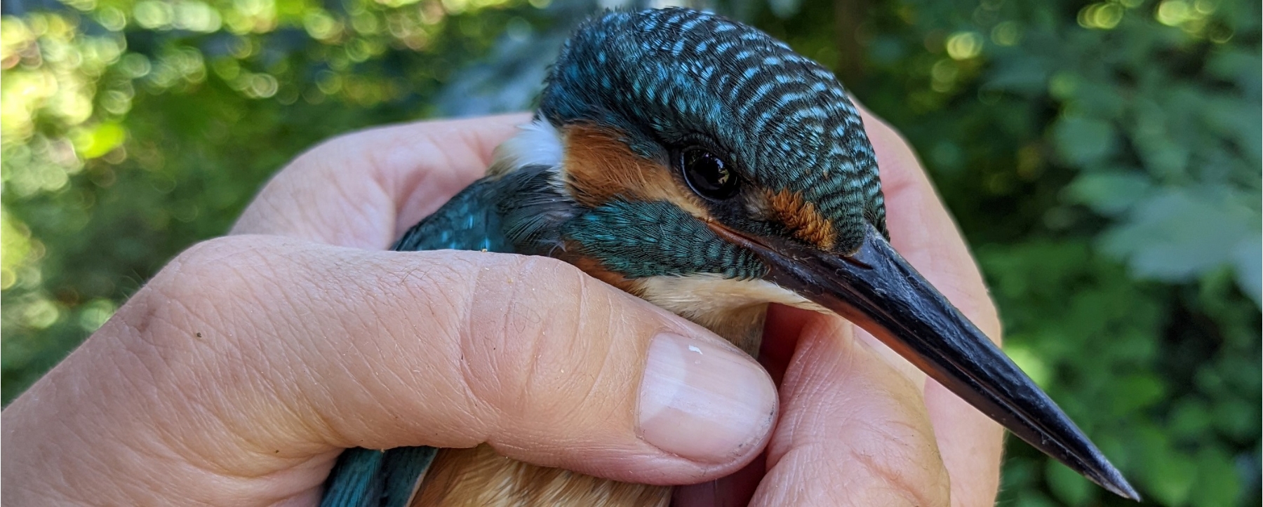 Eisvogel bei Hundeschule gerettet.