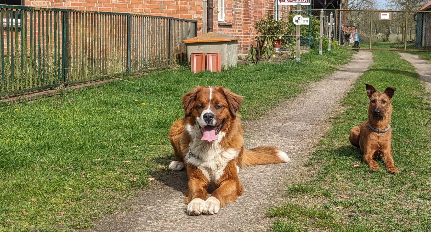 Pensionshund Fite mit Uni
