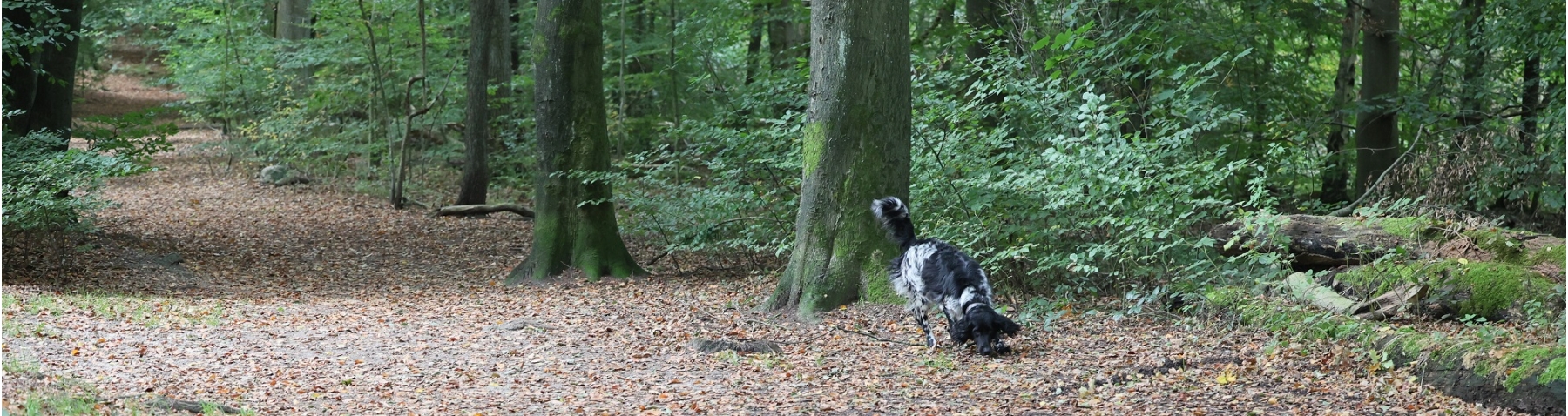 Frei in der Natur nur mit Kontrolle möglich.