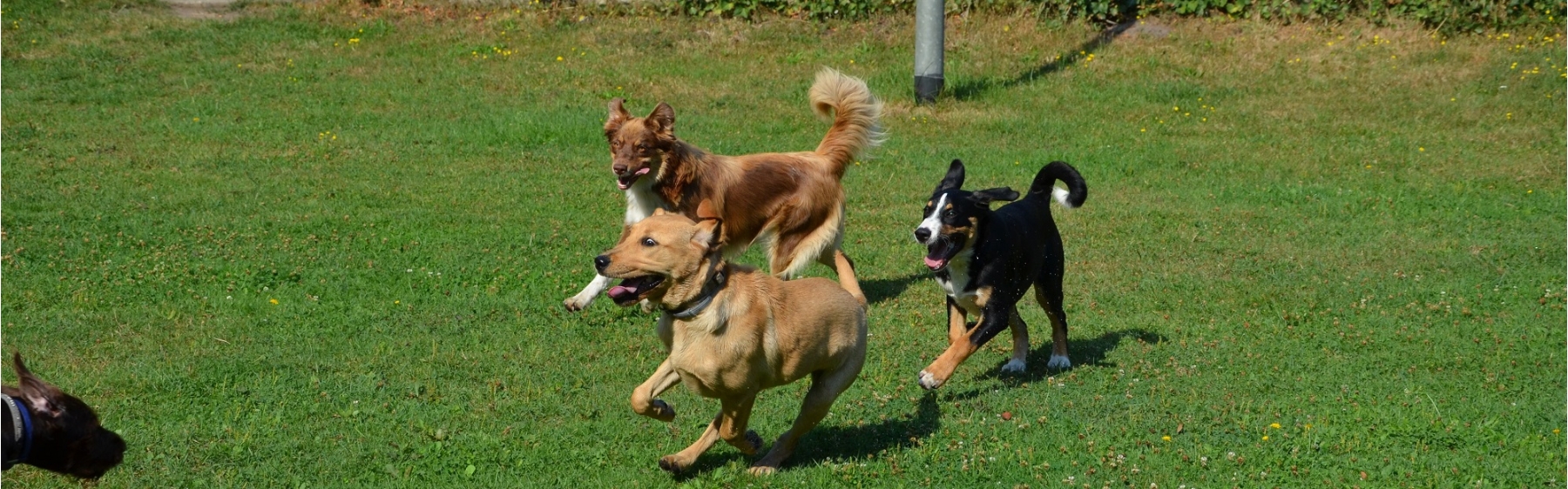 Junghunde im Laufspiel.