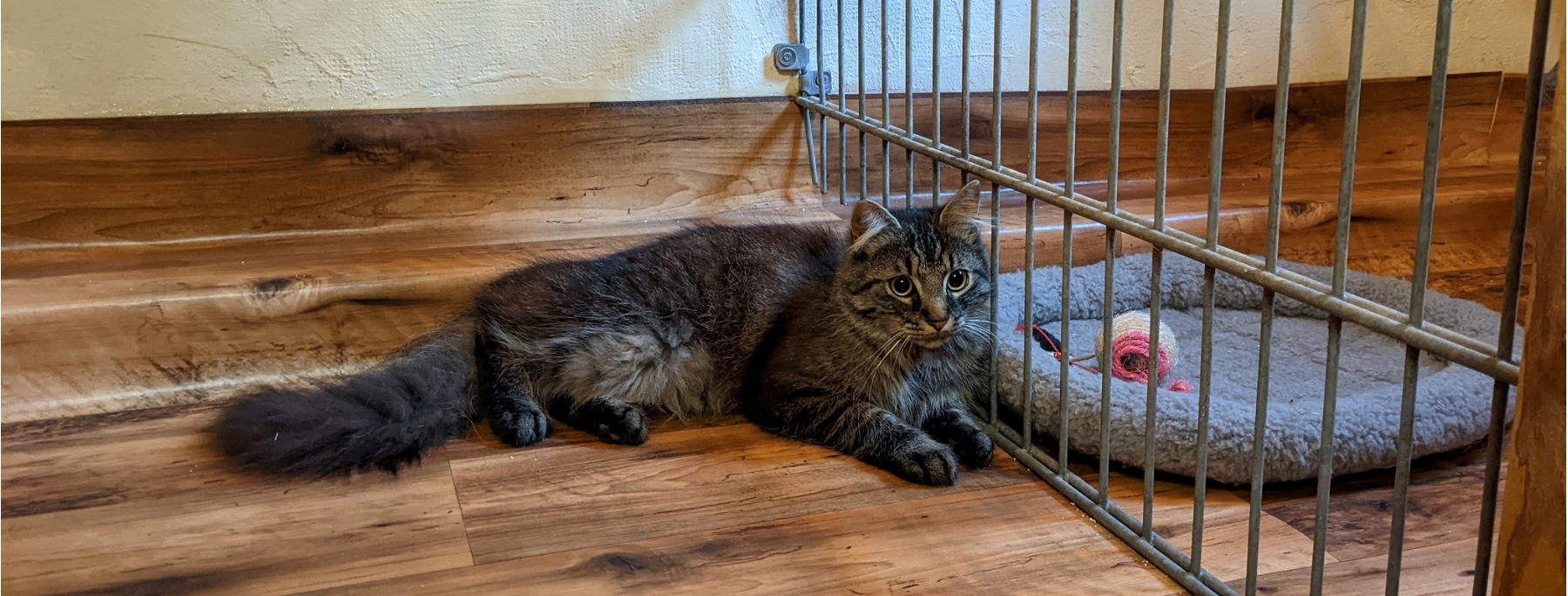 Katzenpension für jeden Typ.