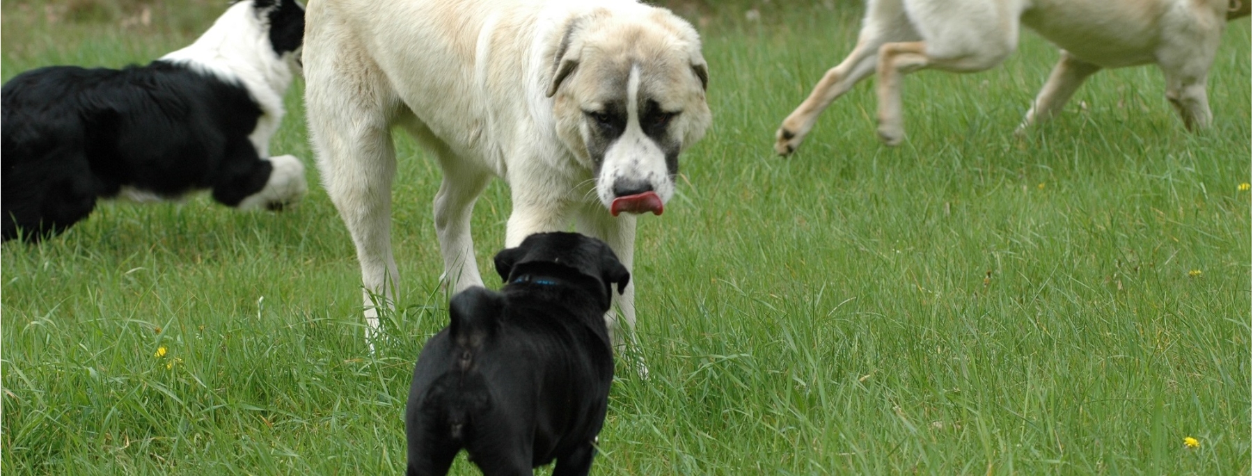 Kaukasischer Schäferhund,  sehr freundlich zu dem Mops. So etwas ist möglich, wenn Hunde unter Kontrolle sind.
