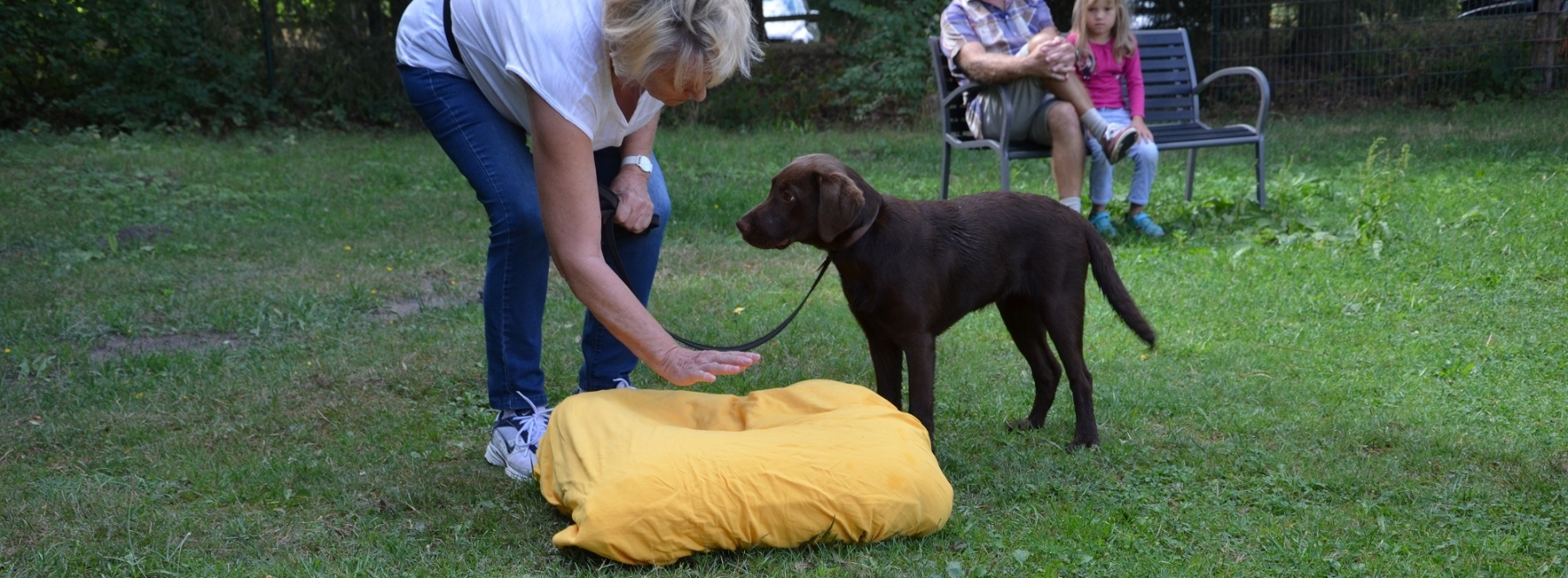 Der Labrador Welpe lernt auf sein Kissen zu gehen.