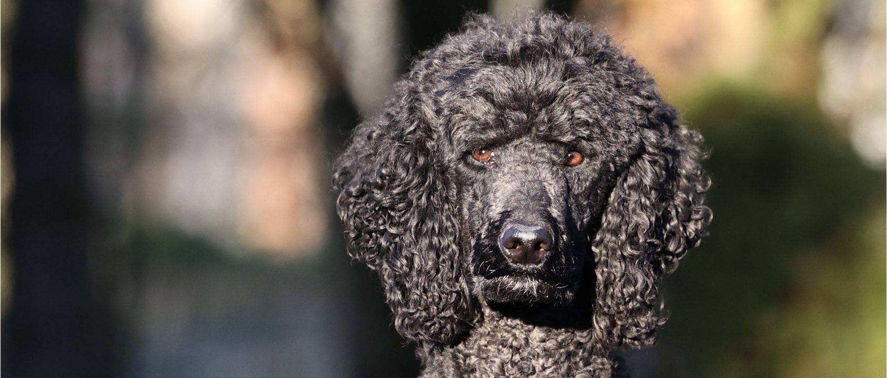 Königspudel Mio aus Menkendorf, Hundeschule-Stiller.