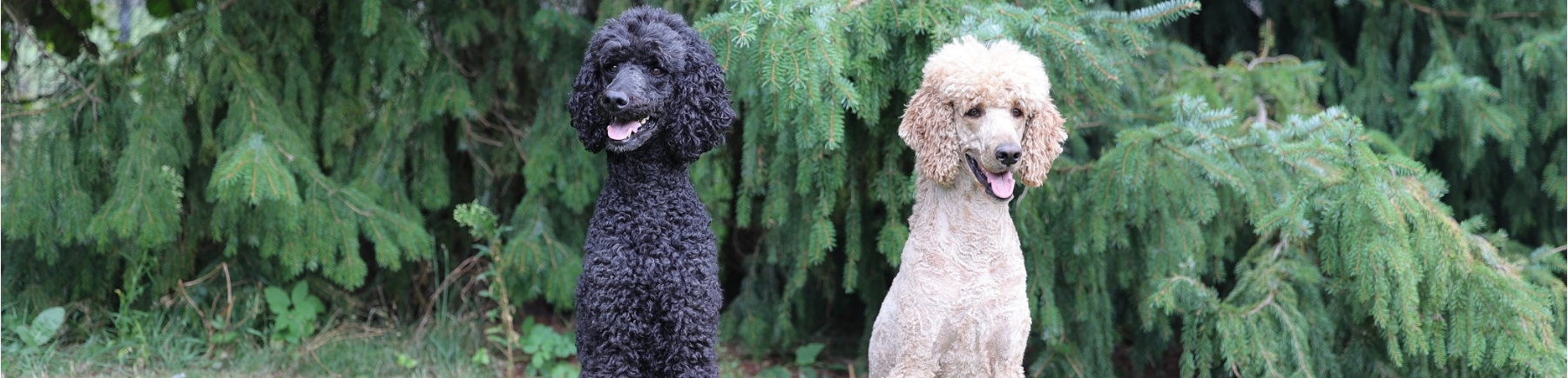 Königspudel Mio und Antonio