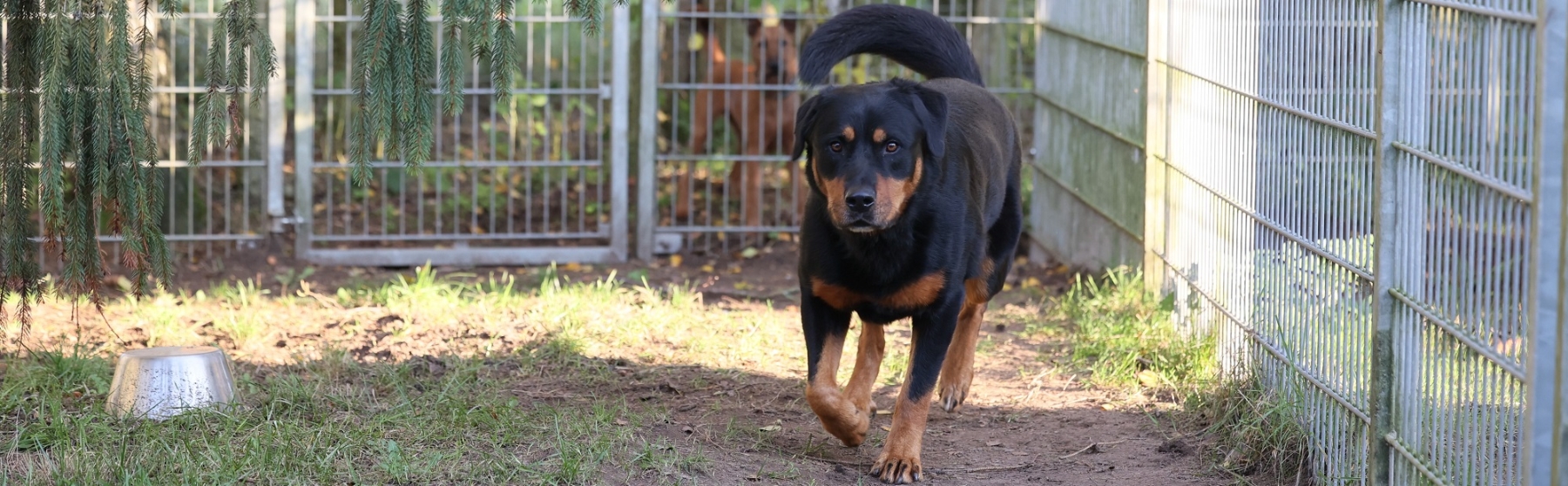 Pensionshund, Rottweiler-Mix