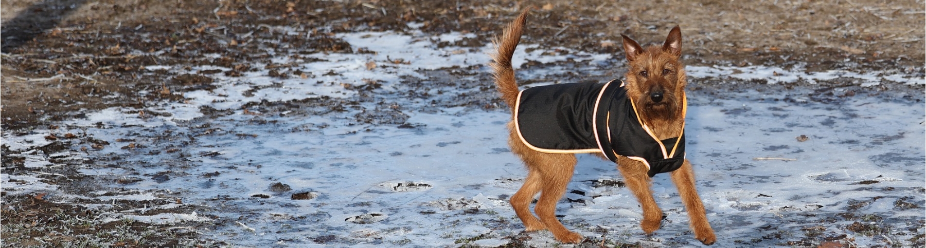 Eine Jacke kann durchaus nützlich sein. Der Tierarzt könnte teurer werden.