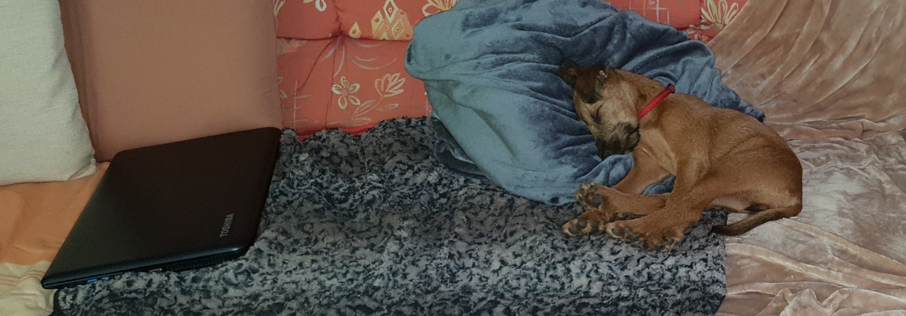 Hundebaby glücklich und entspannt