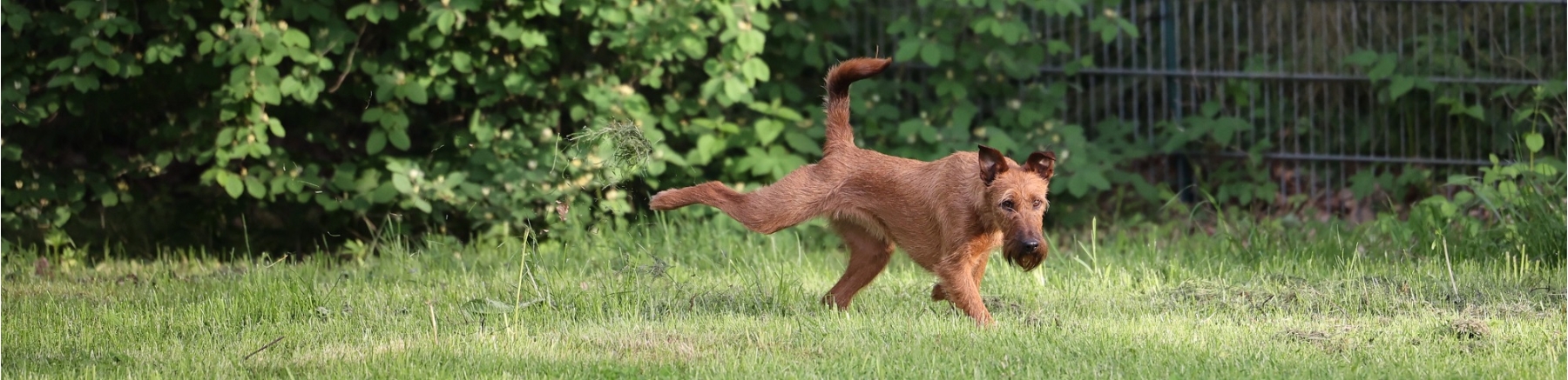 Ein selbstbewuster Hund, die Geste zeigt es. Fotograf: Edgar Stiller