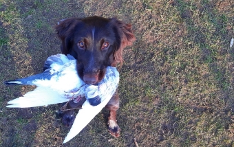 Jagdhundarbeit Apportieren Jagdhundarbeit Apportieren