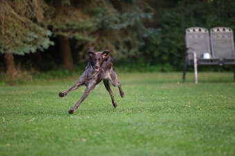 Afra liebt Hundetraining. Afra liebt Hundetraining.
