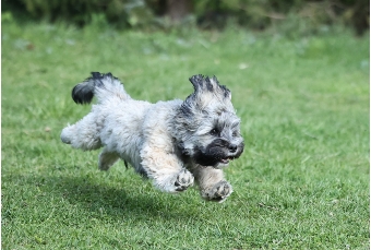 Hurra wir dürfen wieder mit anderen Hunden spielen. Hurra wir dürfen wieder mit anderen Hunden spielen.