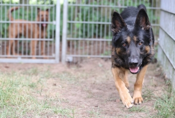 Deutscher Schäferhund Rüde, Pensionshund Deutscher Schäferhund Rüde, Pensionshund