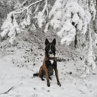 Malinois, Belgischer Schäferhund, Winter Malinois, Belgischer Schäferhund, Winter