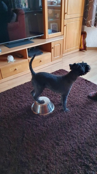 Der Zwergschnautzer Elvis macht Hausaufgaben. Der Zwergschnautzer Elvis macht Hausaufgaben.