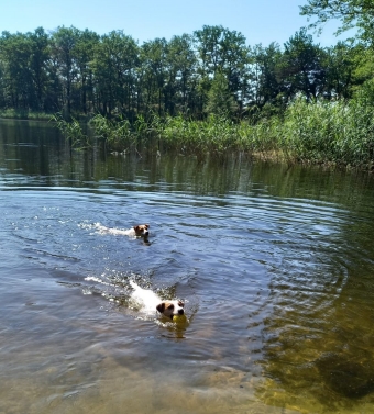 Hunde genießen das Schwimmen. Hunde genießen das Schwimmen.
