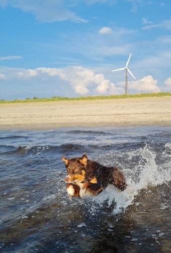 Hundebadespaß