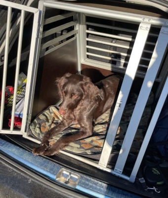 Hundebox im Auto hat viele Vorteile