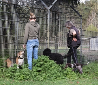 Kleiner Münsterländer Kleiner Münsterländer