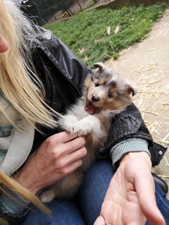 Mit Mama zur Hundeschule.