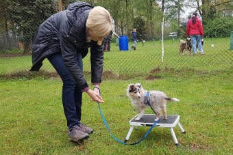 So klein beginnt das Lernen. Sheltie Welpe